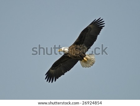 Bald Eagle soaring against blue sky