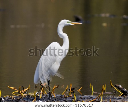 Great Egret (Ardea alba) is a large bird with all-white plumage that can reach one meter in height and weigh up to 950 g.