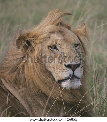 Battle Scarred Lion
