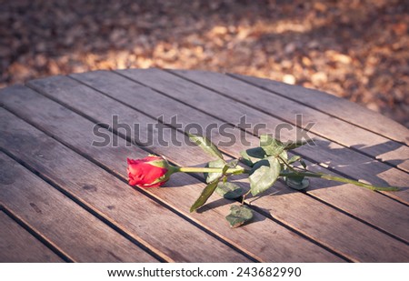 Red rose on the table , Background dry leaves