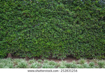 green leaf background ,ground