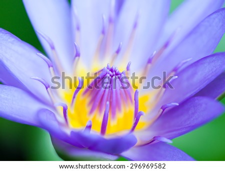 Center part of lotus flower soft focus background.