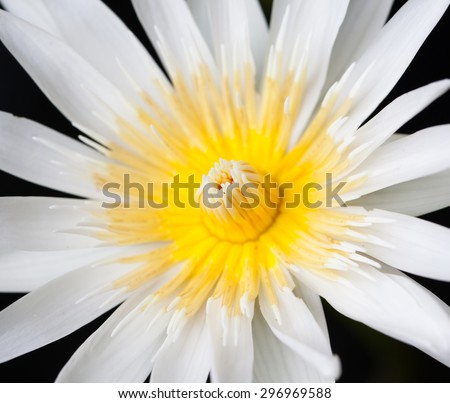 Center part of lotus flower soft focus background.