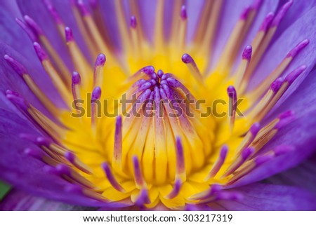 Center part of lotus flower, Macro soft focus.