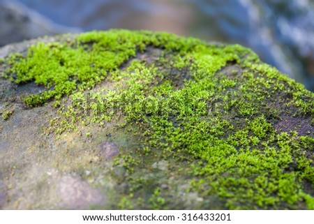 Moss on rocks abundance, Soft focus.