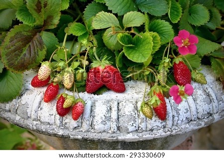 Strawberry plant in the vintage pot