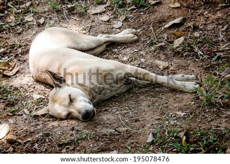 Sleep Stray dog under the tree on ground,that throw off his body on ground in the summer day.