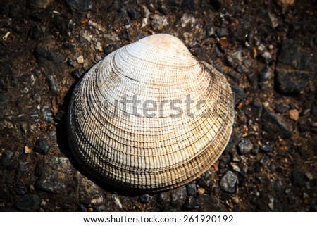 close up white shell skin on dark sand