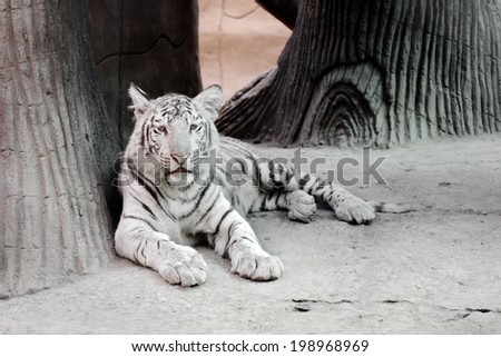 Sitting white tiger