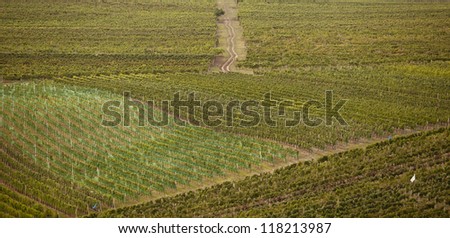 Grapes in a wine yard of South Moravia, Czech Republic