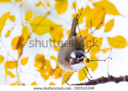 Chinese Bulbul eating Fruit with yellow background