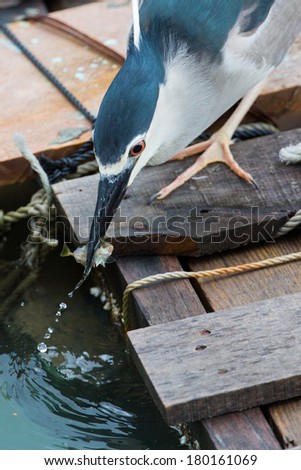 Black-crowned night heron catching fish
