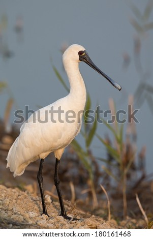 Black-faced Spoonbill standing on water\'s edge