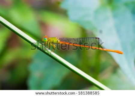 Portrait of dragonfly - Orange-tailed Sprite