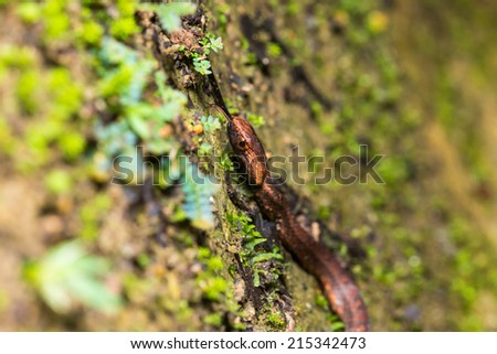 Violet-sanded snake - moving up and sticking out tongue