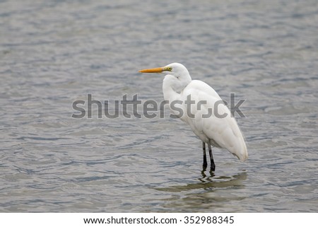 Great Egret perching in pond at Mai Po Nature Reserve of Hong Kong