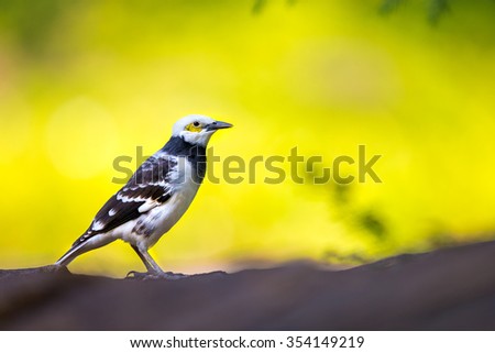 Black-collared Starling perching on stone with green background