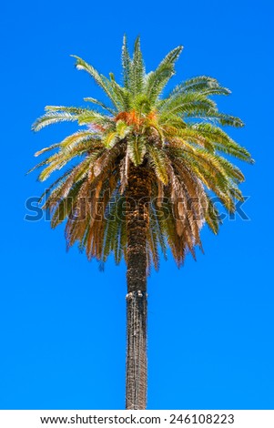 Palm tree in the sun
