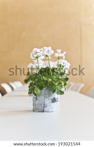 White Geranium on a table