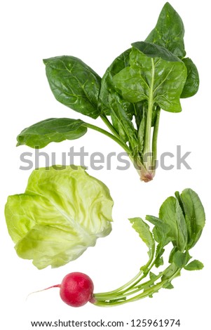 Healthy vegetables with radish, lettuce and spinach