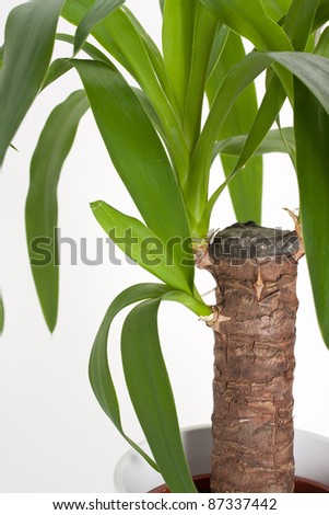 Yucca Houseplant