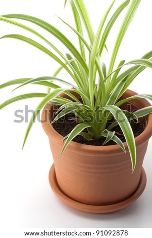 dracaena house plant