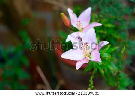 Lilium candidum (Madonna Lily) with room for text and small green locust sitting on one of its petals