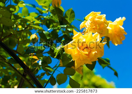 Rosa \'Amber Flush\', a species of yellow rose against deep blue sky