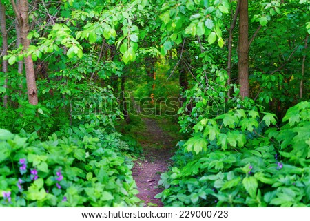 Forest entrance