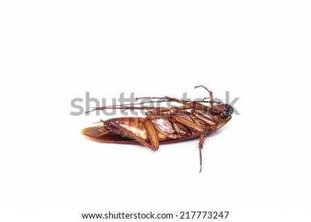 Dead  one  cockroach isolated on a white background.