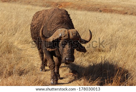 Very dirty buffalo