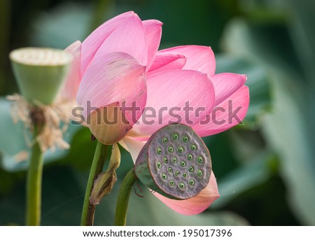 Lotus bloom in Volga\'s delta , Russia