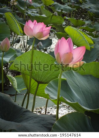 Lotus bloom in the delta of the Volga, Russia