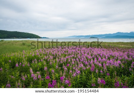 Field of fireweed, Lake Baikal, Russia