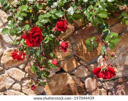 Red roses and stone wall, Marimutra, Spain
