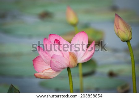 Lotus bloom in the delta of the Volga, Russia