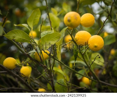 Lemons and lemon trees, Peloponnese, Greece