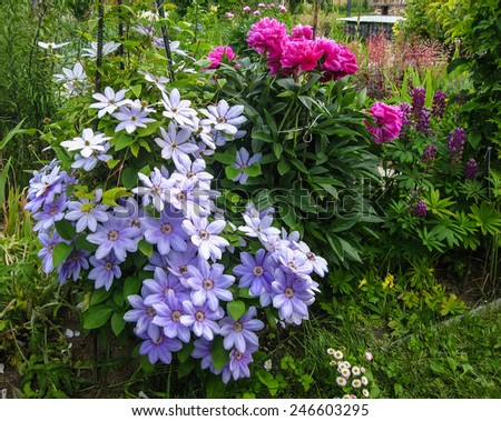 Spring flowers in a garden at Palekh,  Vladimir region, Russia