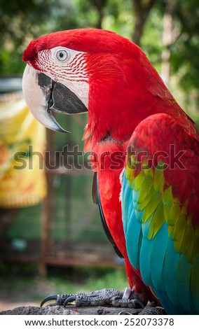 Portrait of a multi-colored parrot, Koh Samui, Land of Smiles