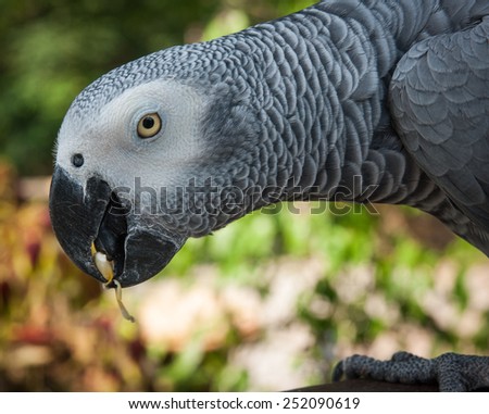 Portrait of a large gray parrot, Koh Samui, Land of smiles