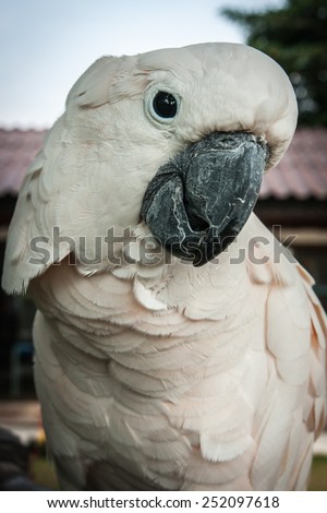 Portrait of a big rose parrot, Koh Samui, Land of smiles