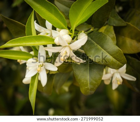 White spring flowers of orange tree, Peloponnese, Greece