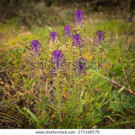 Image of spring flowers on Mount Olympus, Central Greece