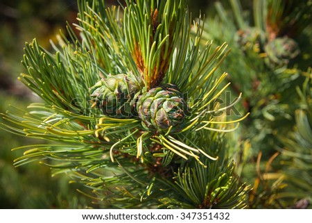 Image of Pine cones at  Baikal lake, Russia