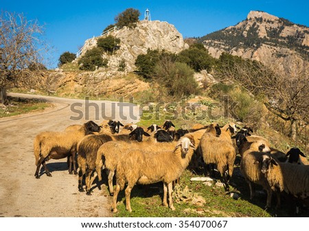 Herd of sheep on a mountain road on Peloponnese in Greece