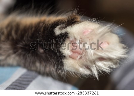 Cat, resting cat on a sofa in colorful blur background, cute funny cat close up, young playful cat on a bed, domestic cat, relaxing cat, cat resting, cat playing at home, elegant cat