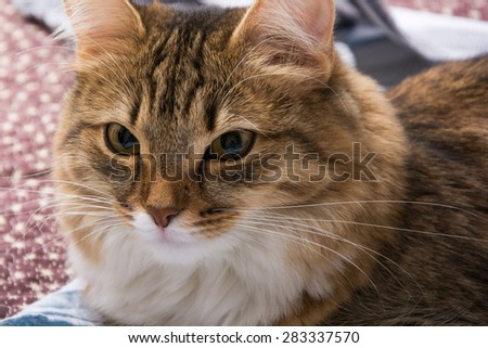 Cat, resting cat on a sofa in colorful blur background, cute funny cat close up, young playful cat on a bed, domestic cat, relaxing cat, cat resting, cat playing at home, elegant cat