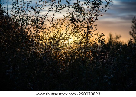 Shadow of grasses and wild flowers under the sun of dawn, color effect image