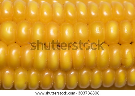 yellow corn background, abstract backgrounds, harvest season, healthy organic nutrition, maize cob, golden textured wallpaper