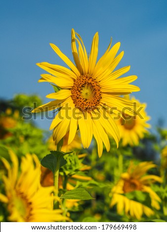 sunflower garden and blue sky